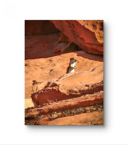 Antelope Squirrel